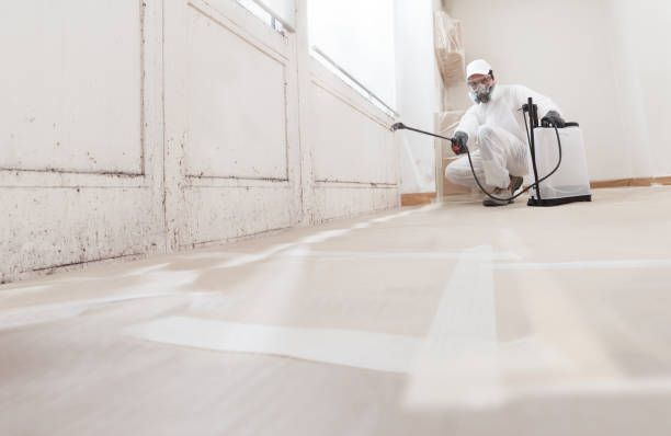 Black mold remediation team in Halifax